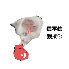 貓咪全家集合版本