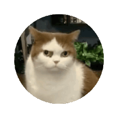 Sardine_20250814175338