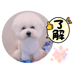 primrose_20250814211008