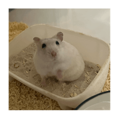 阿呆の日常生活