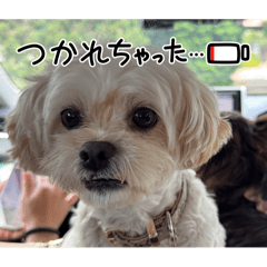 koto_20250815095414