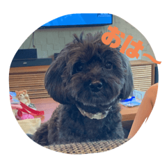 Pug89hana_20250814215158