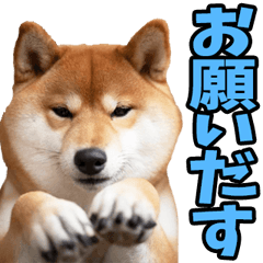 秋田弁☆柴犬