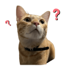 โชกุน แมวส้มมมมมม