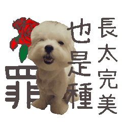 彥彥狗狗來了!