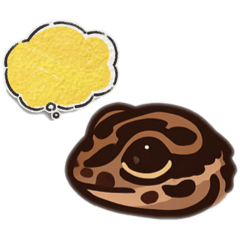 豹紋守宮（小七）