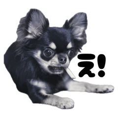 Perro_20250813172249