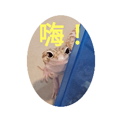 玫玫日常！