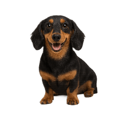 chihiro_20250815064608