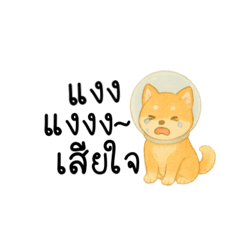 Shiba001