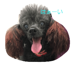 toy poodle-choko