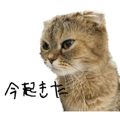 surumeika_20250815204959