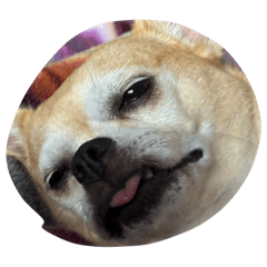 chimakichihuahua