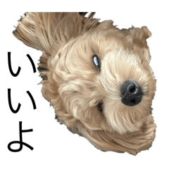 bowwow_20250815185315