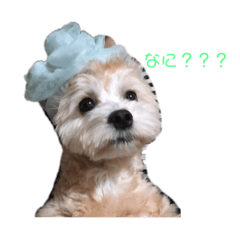 まろんちゅぁん