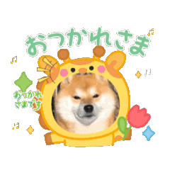 Mirai the shiba