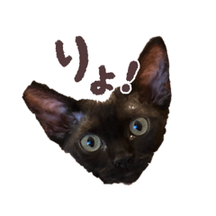 kinako_20250816122651