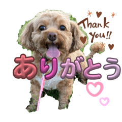 koko_20250816152752