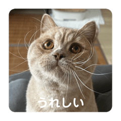 mochi_20250816133851