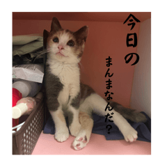 Sikakudaisuki_20250816211621