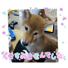 shibainu souma