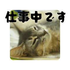 hamuya_20250817083944