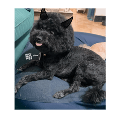 咪家族生活表情包