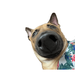 關於栗子狗的日常