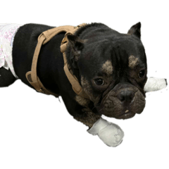 狗跟兩隻貓·小七·咪咪·莫莫