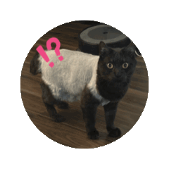 wakana_20250817182804