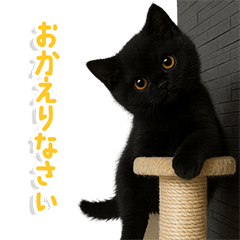 Polite & Casual Black Cat Stickers