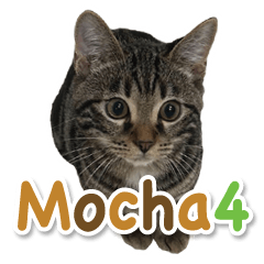Bengal Cat Mocha Sticker 4