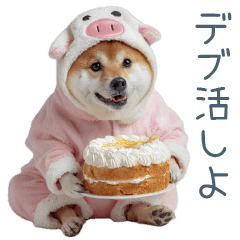 実写デブ柴犬【面白い・ダイエット】