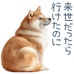 実写断る柴犬【面白い・かわいい】