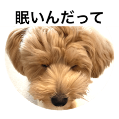 tommo_20250816231714