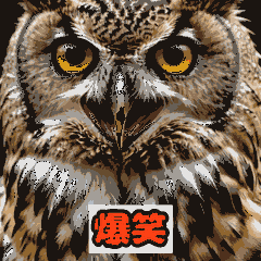 Random-Expression Owls