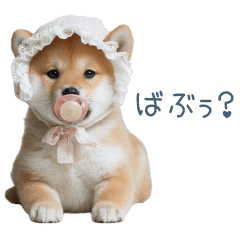 実写甘える柴犬【かわいい・連絡】