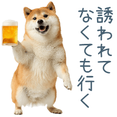実写断らない柴犬【面白い・連絡】