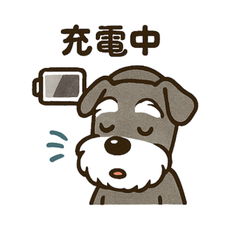 Schnauzer Chats on the Phone