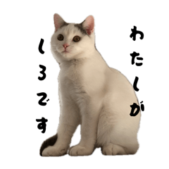 nyanta_20250817140227