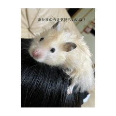 kurogoma_20250817114303