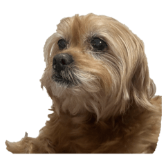 Cocoa_20250817135940