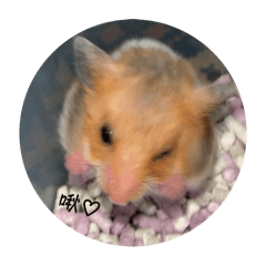 嘎逼是一隻老鼠