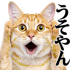 มีมแมวจริง / คันไซ