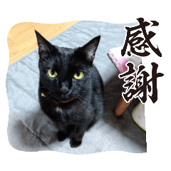 Aokike_20250817151606