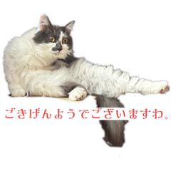 Nitamago_20250817170024