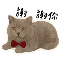 英國短毛藍貓歐巴特輯