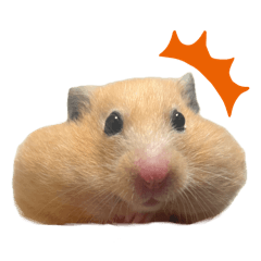 キンクマハムスターのゲッパちゃん