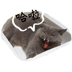 莞莞小貓