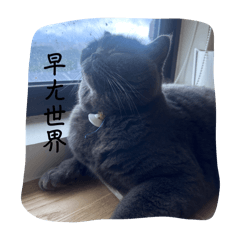 馬尼小貓